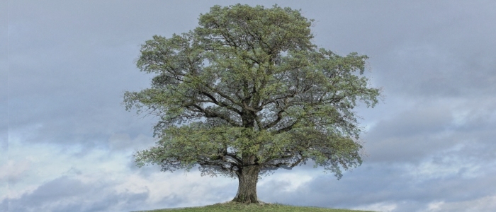 Tree in September